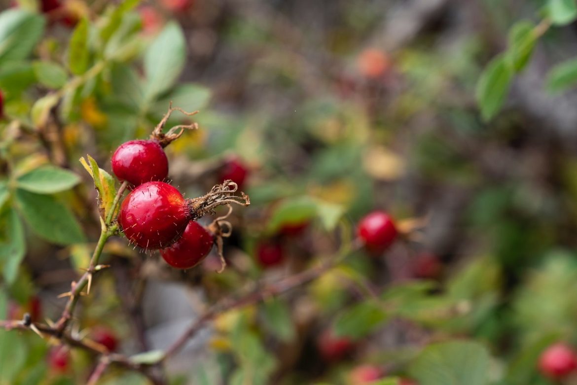 Op zoek naar de essentie van natuurlijke gezondheid